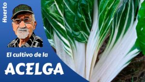 Consejos-para-el-cultivo-de-plantas-de-acelga-en-el-jardin