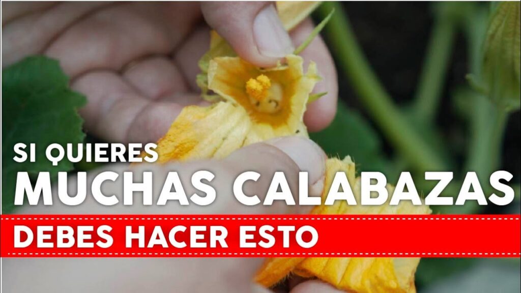 Consejos para el cultivo de plantas de calabacin en el jardin