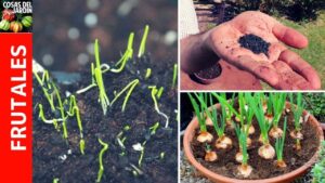 Consejos-para-el-cultivo-de-plantas-de-cebolla-en-el-jardin