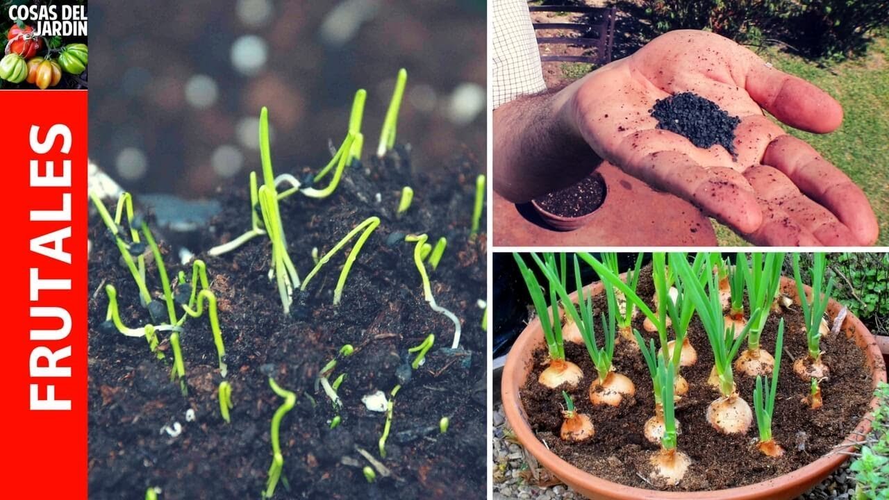 Consejos para el cultivo de plantas de cebolla en el jardin