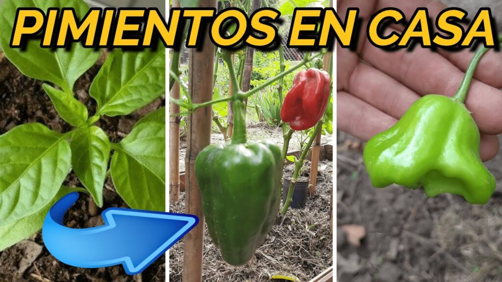 Consejos para el cultivo de plantas de chile en el jardin