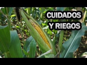 Consejos-para-el-cultivo-de-plantas-de-maiz-en-el-jardin