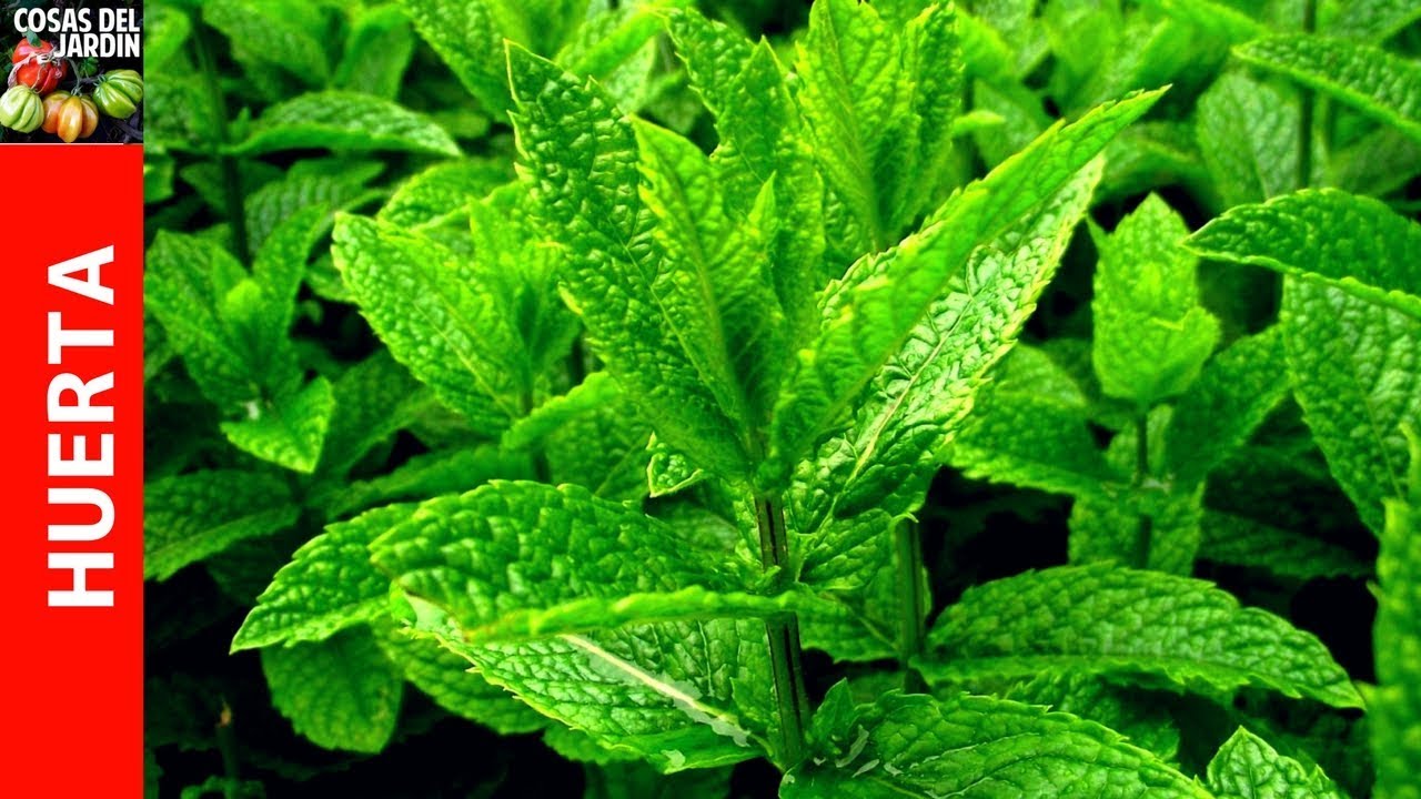 Consejos para el cultivo de plantas de menta en el jardin