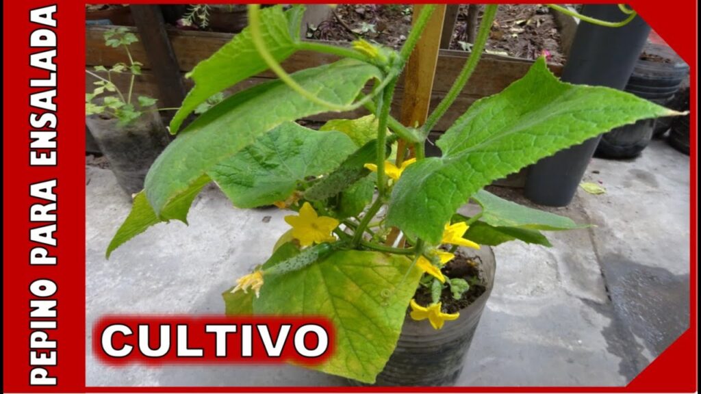 Consejos para el cultivo de plantas de pepino en el jardin