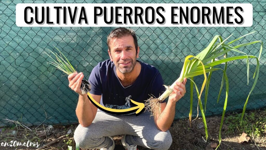 Consejos para el cultivo de plantas de puerro en el jardin