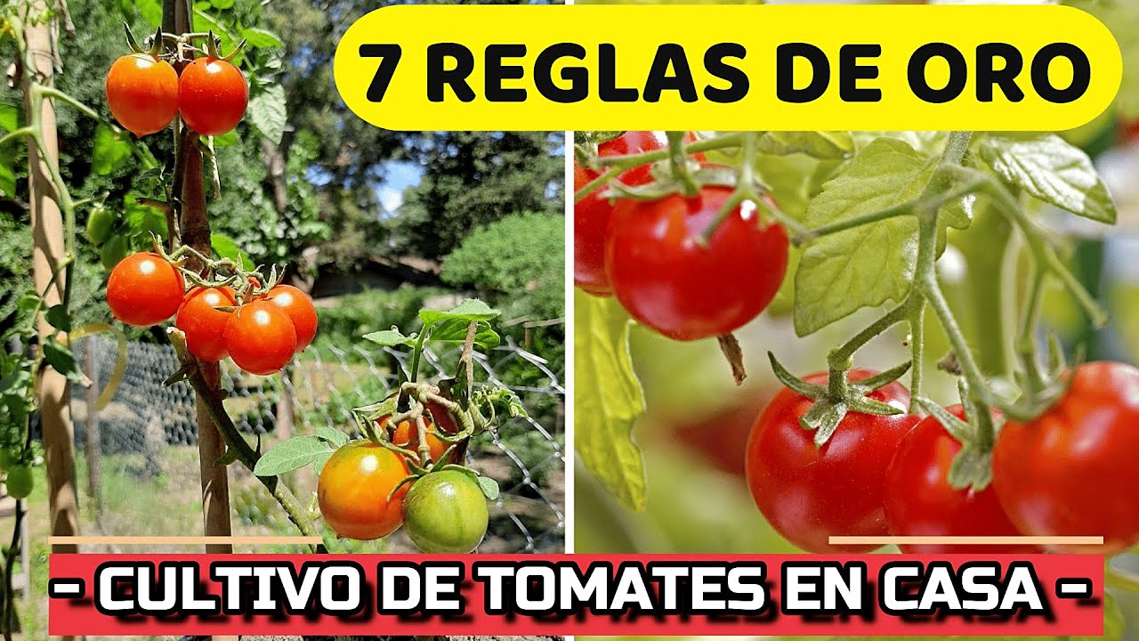 Consejos para el cultivo de plantas de tomate en el jardin