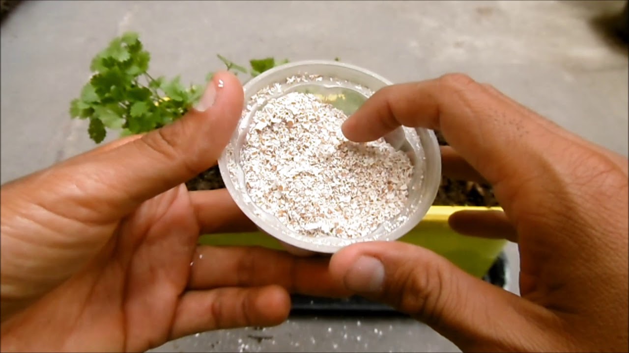 Consejos para fertilizar tus plantas de jardin con cascaras de huevo trituradas