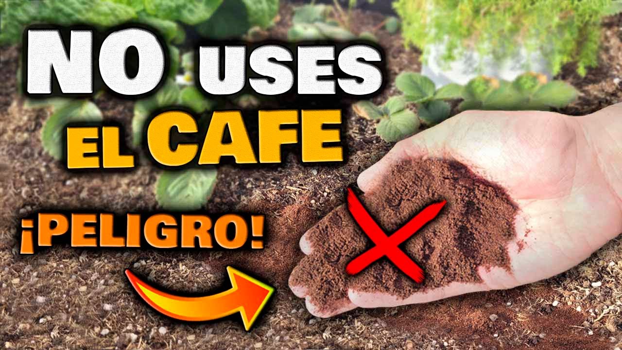 Consejos para fertilizar tus plantas de jardin con restos de cafe