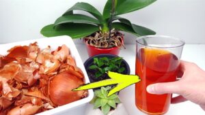 Consejos-para-fertilizar-tus-plantas-de-jardin-con-restos-de-cebolla