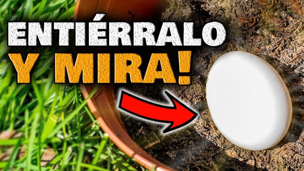 Consejos para fertilizar tus plantas de jardin con restos de huevos