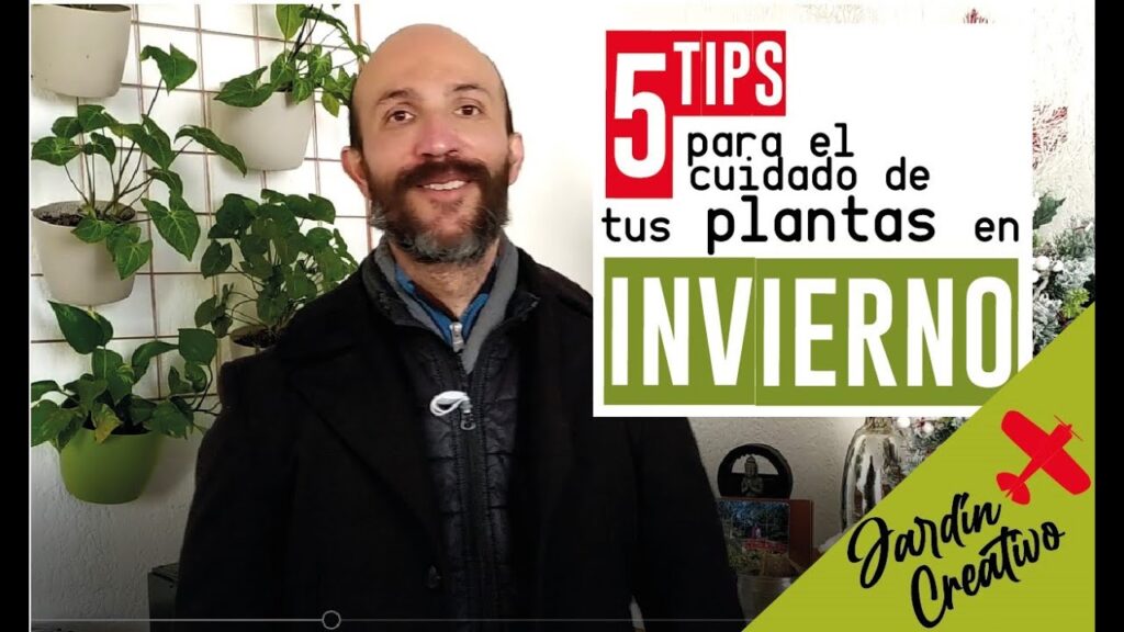 Consejos para mantener tus plantas en perfecto estado durante los cambios de estacion