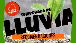 Consejos-para-mantener-tus-plantas-en-perfecto-estado-durante-los-dias-lluviosos