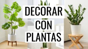 Las-mejores-plantas-para-decorar-tu-hogar