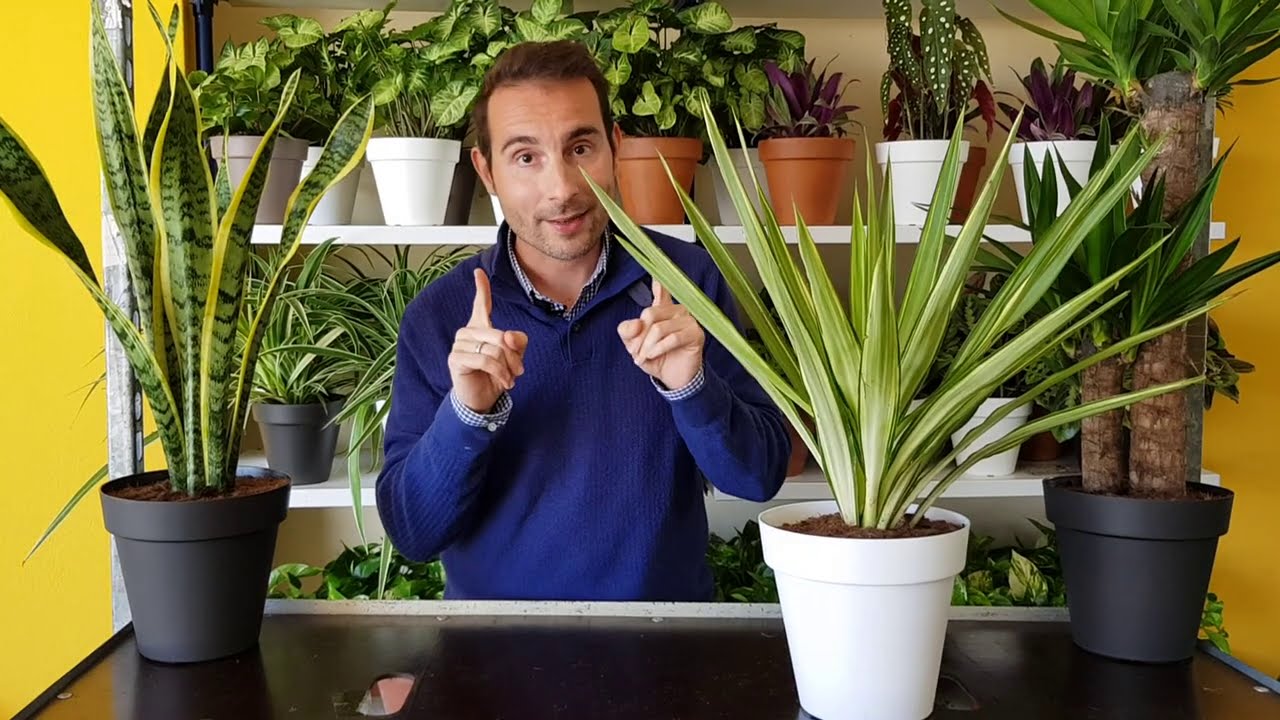 Las plantas que mejor se adaptan a los climas con alta humedad