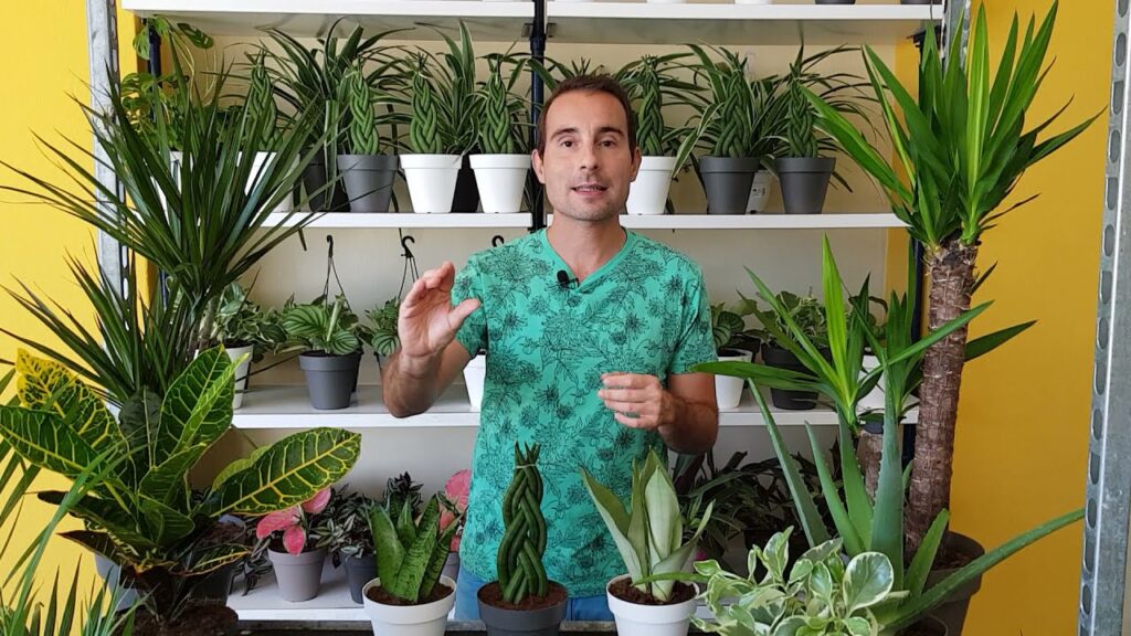 Las plantas que mejor se adaptan a los climas con temperaturas calidas y humedad alta
