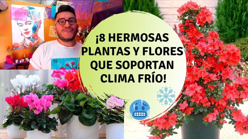 Las plantas que mejor se adaptan a los climas con temperaturas calidas y nieve ligera