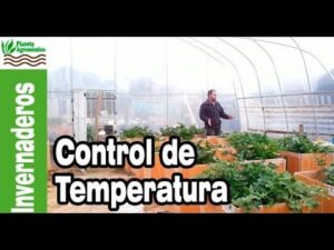 Las-plantas-que-mejor-se-adaptan-a-los-climas-con-temperaturas-frias-y-humedad-moderada