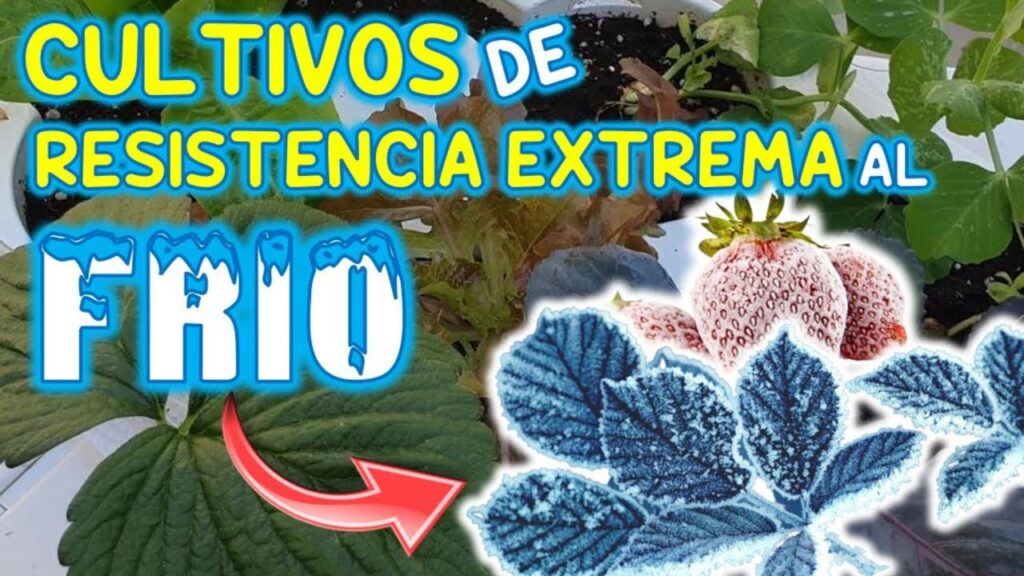 Las plantas que mejor se adaptan a los climas con temperaturas frias y vientos intensos