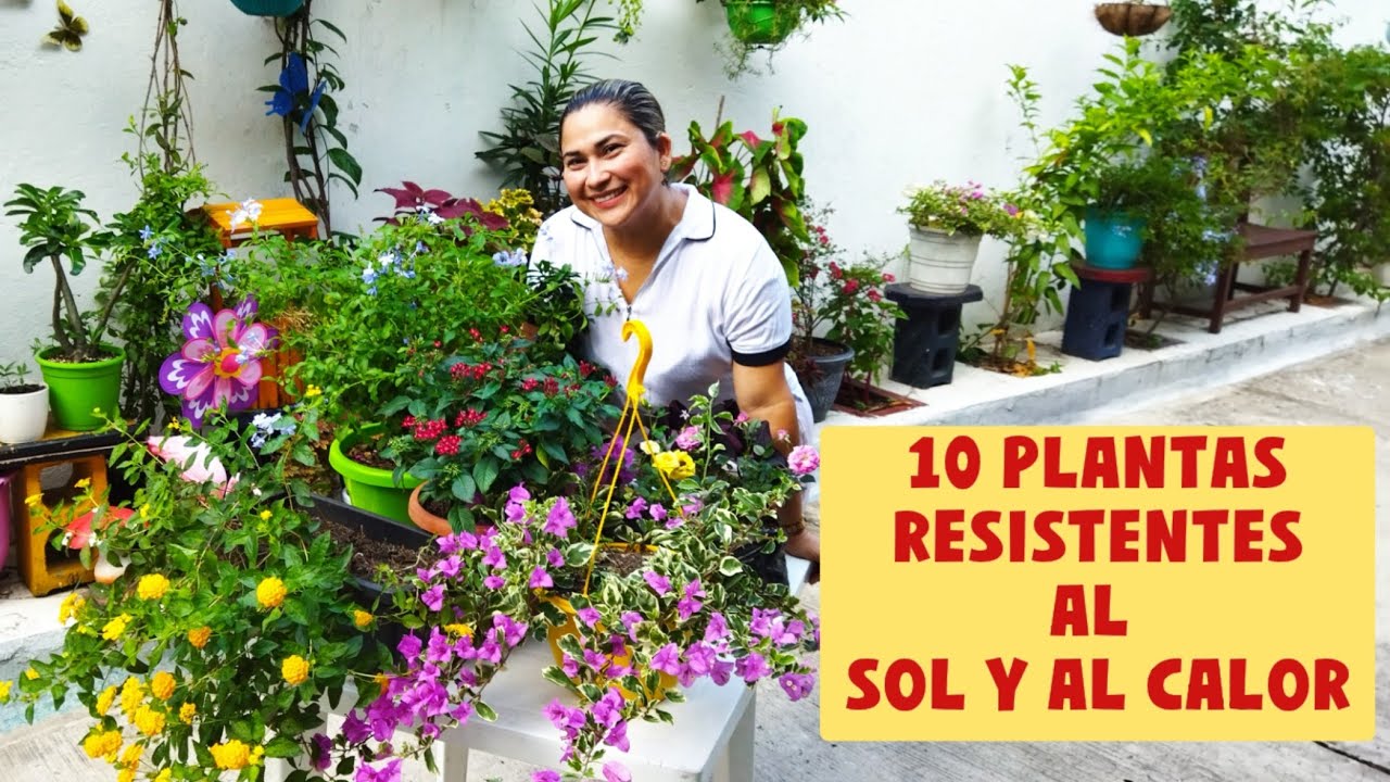 Las plantas que mejor se adaptan a los climas con vientos calidos y secos