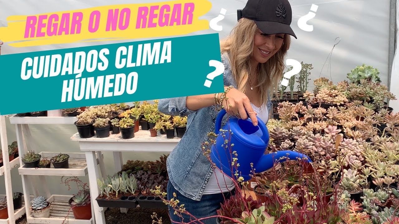 Las plantas que mejor se adaptan a los climas humedos