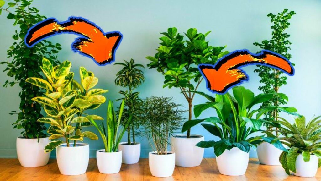 Los beneficios de las plantas de interior para la salud