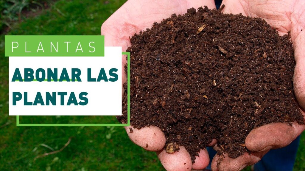 Los beneficios de utilizar abono de buey en tus plantas de interior y exterior