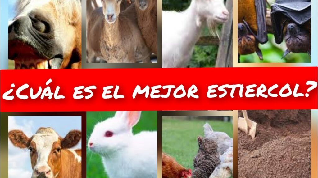 Los beneficios de utilizar abono de caballo en tus plantas de interior y exterior