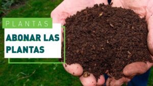 Los-beneficios-de-utilizar-abono-de-carpa-en-tus-plantas-de-interior-y-exterior