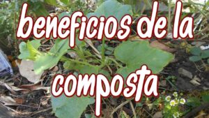 Los-beneficios-del-compostaje-en-la-jardineria