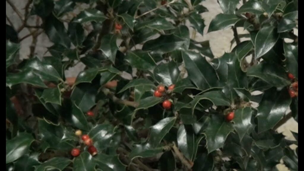 Los mejores consejos para cuidar un arbol de acebo en tu jardin