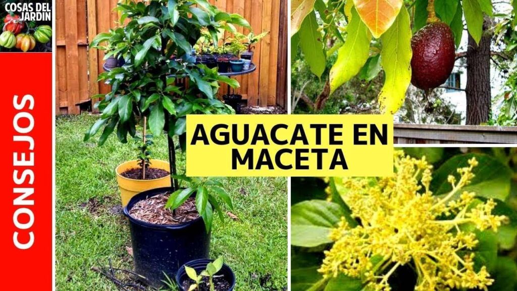 Los mejores consejos para cuidar un arbol de aguacate en maceta
