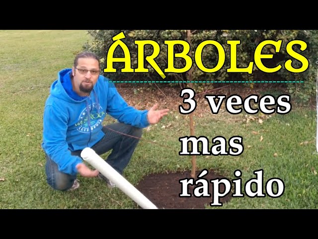 Los mejores consejos para cuidar un arbol de alamo en tu jardin