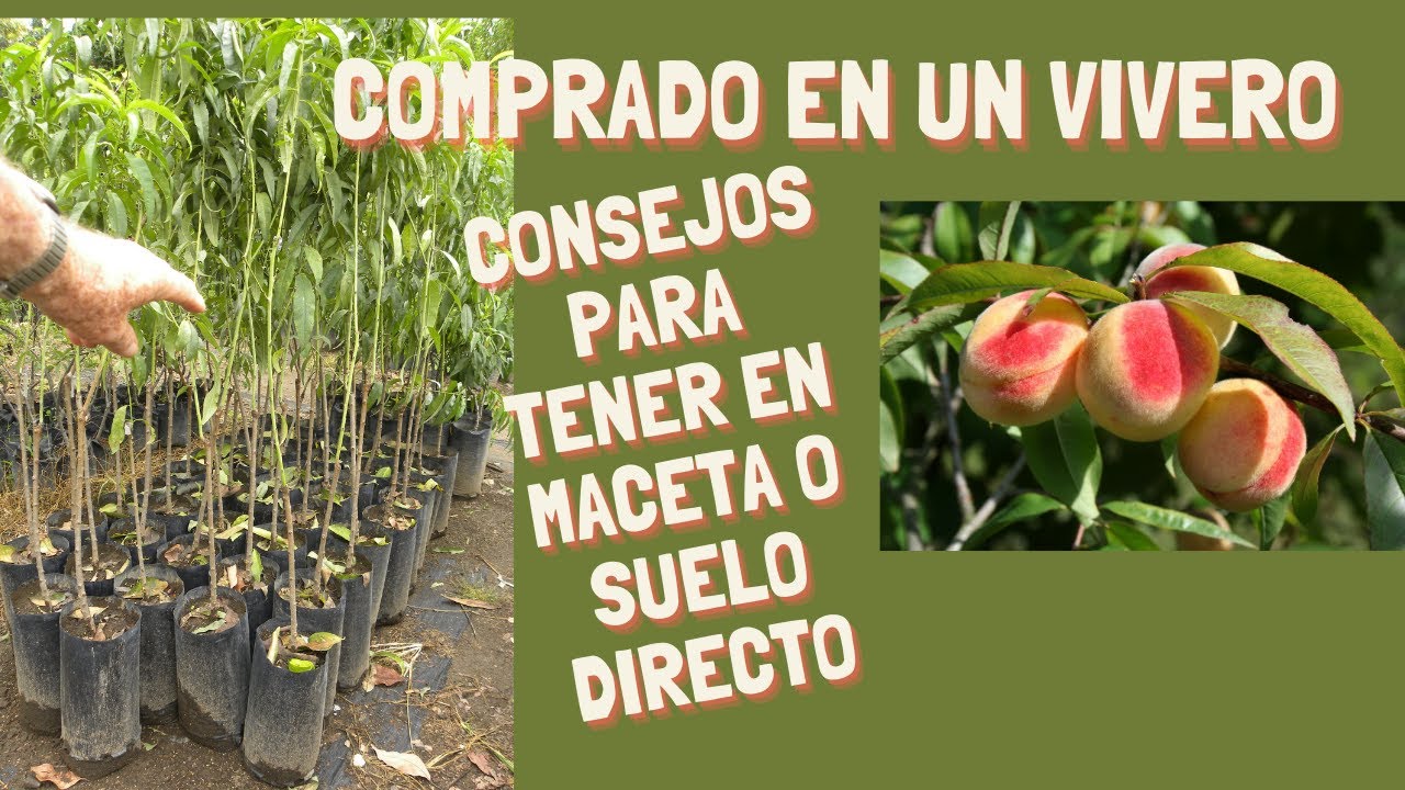 Los mejores consejos para cuidar un arbol de durazno en maceta