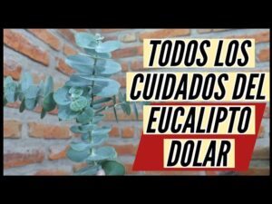Los-mejores-consejos-para-cuidar-un-arbol-de-eucalipto-en-tu-jardin