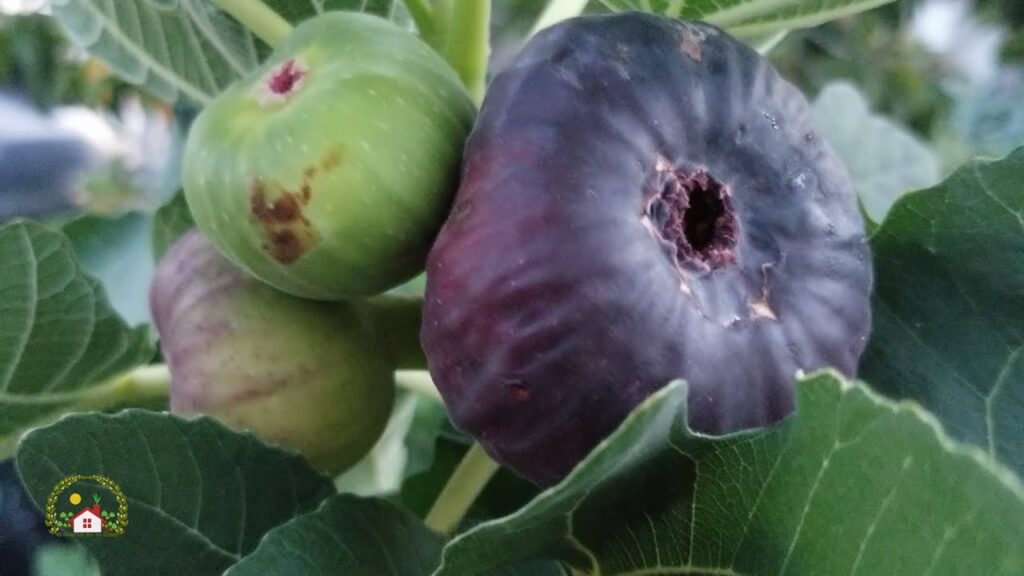 Los mejores consejos para cuidar un arbol de higo en tu jardin