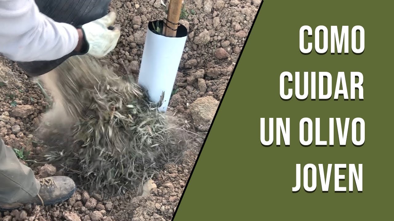 Los mejores consejos para cuidar un arbol de olivo en tu jardin