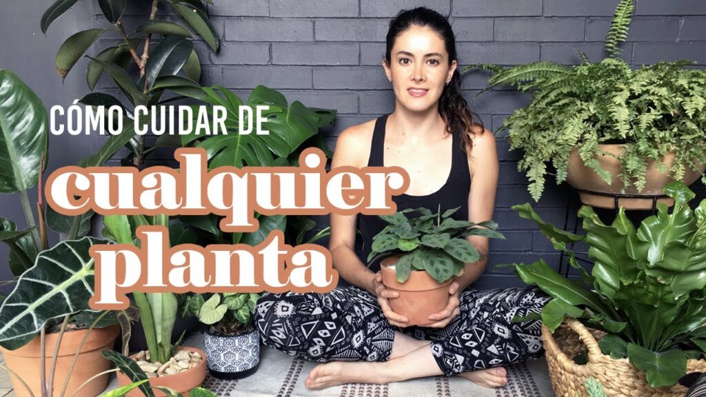 Los mejores consejos para el cuidado de las plantas de interior con flores