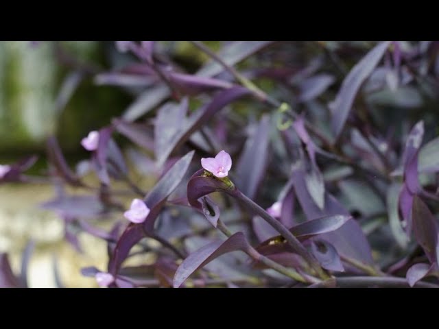 Los mejores consejos para el cuidado de las plantas de interior con hojas de color purpura