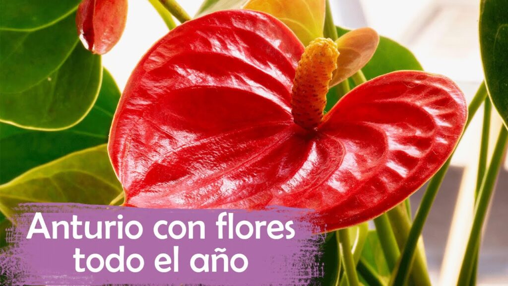 Los mejores consejos para el cuidado de las plantas de interior con hojas rojas