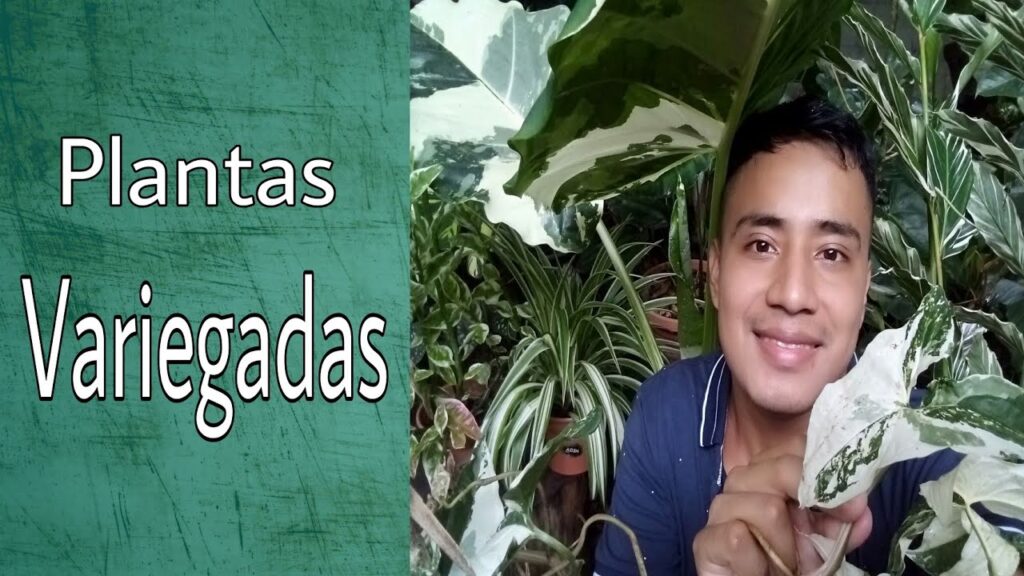 Los mejores consejos para el cuidado de las plantas de interior con hojas variegadas