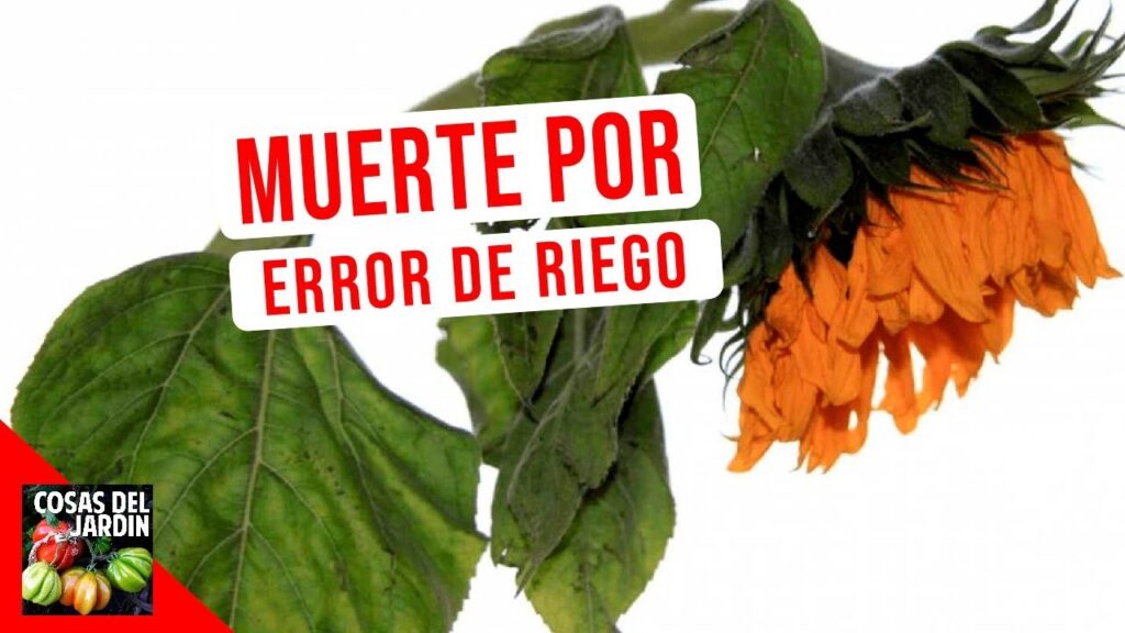 Los mejores consejos para regar correctamente tus plantas y cuidar la tierra