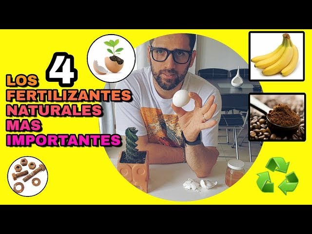 Los mejores fertilizantes para plantas de cactus y suculentas