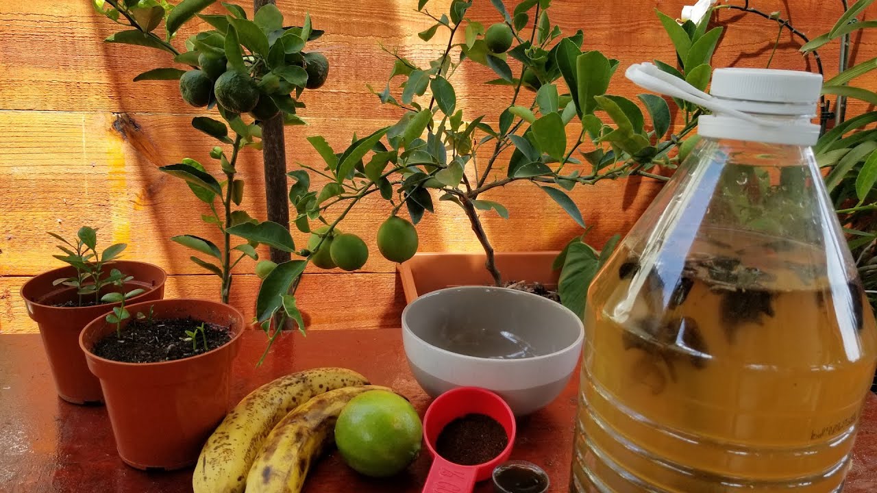 Los mejores fertilizantes para plantas de citricos