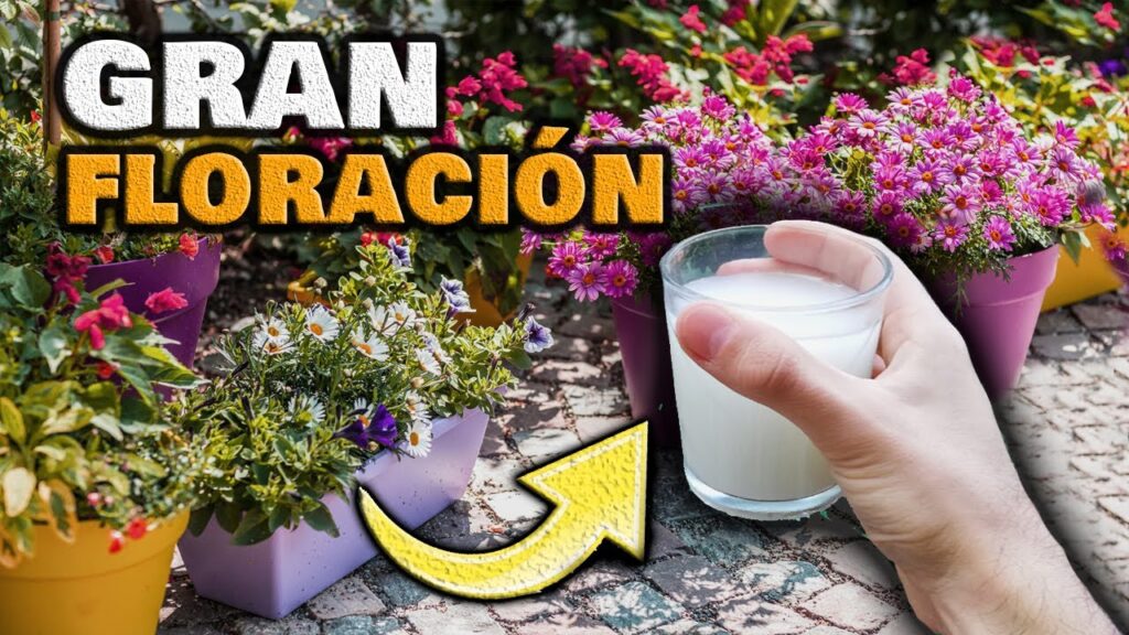 Los mejores fertilizantes para plantas de floracion