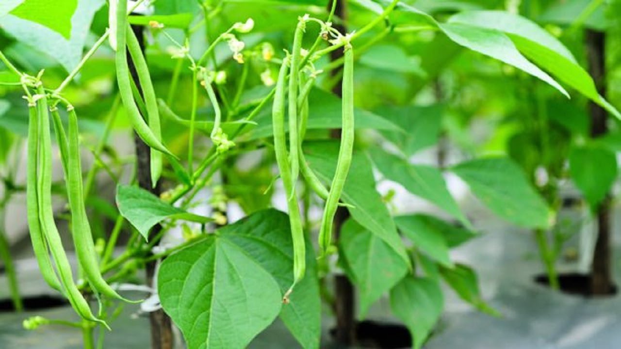 Los mejores fertilizantes para plantas de interior de hojas de color verde claro