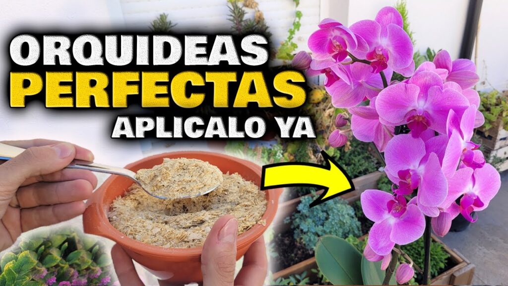 Los mejores fertilizantes para plantas de orquideas