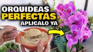 Los-mejores-fertilizantes-para-plantas-de-orquideas