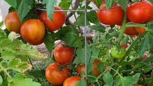 Los-mejores-fertilizantes-para-plantas-de-tomate