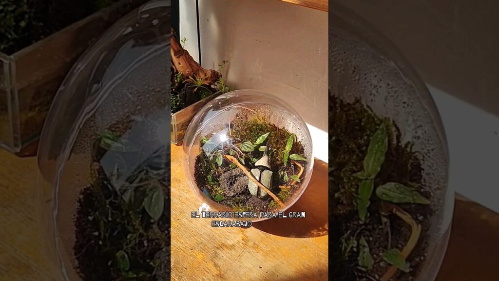 Como crear un jardin de plantas para atraer a los escarabajos rinoceronte