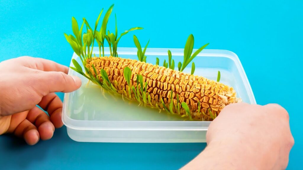 Como cultivar tus propias frutas en el jardin